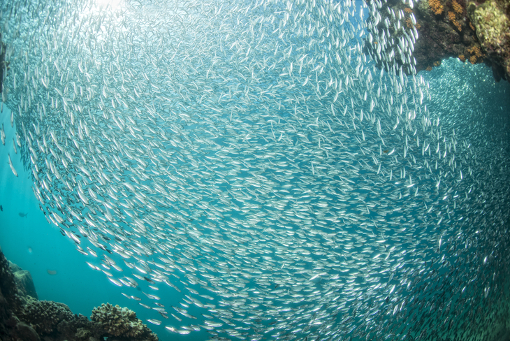 School of herring swimming in a swirl