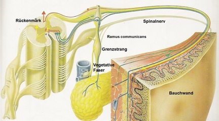 Drawing of the visceral-cutaneous connection