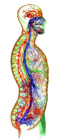 Autonomic Nervous System drawing