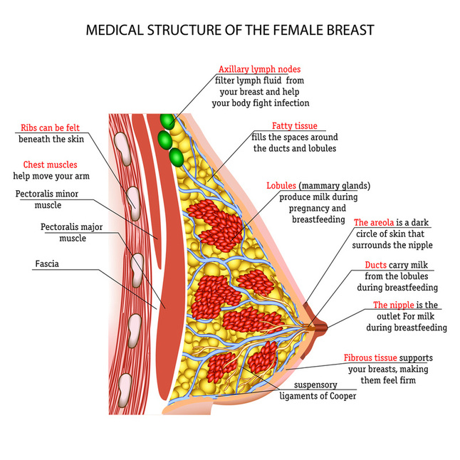 Anatomy diagram of the female breast