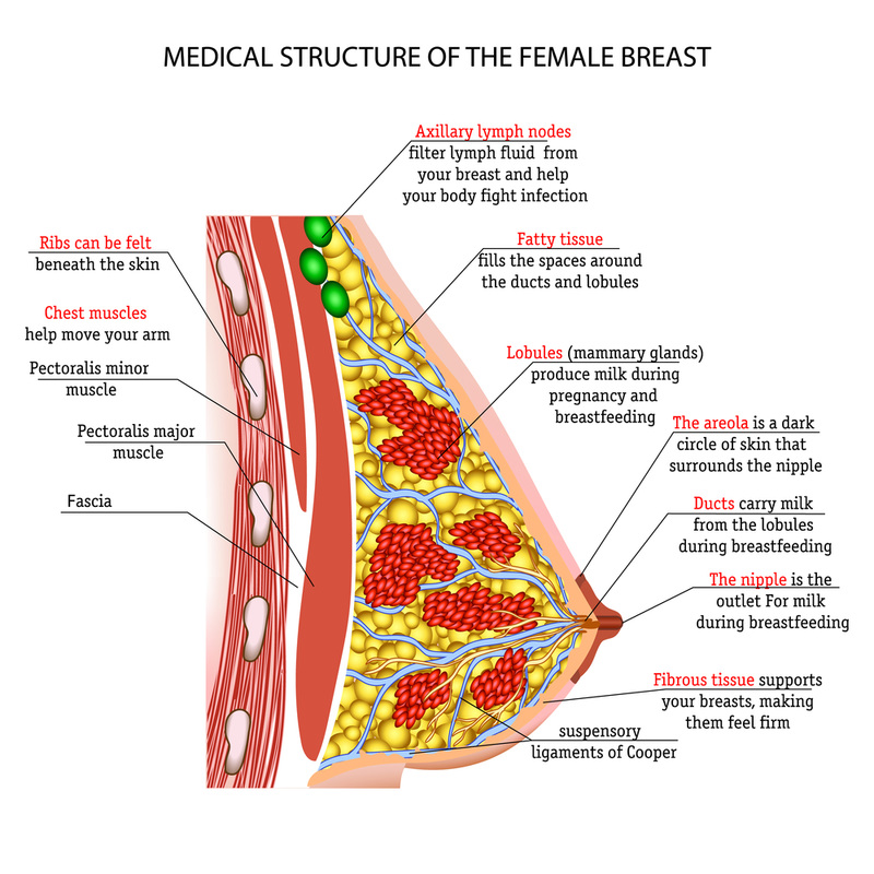 Breast Tissue Anatomy & Physiology 101 - JACKIE BELL NATURAL HEALTH
