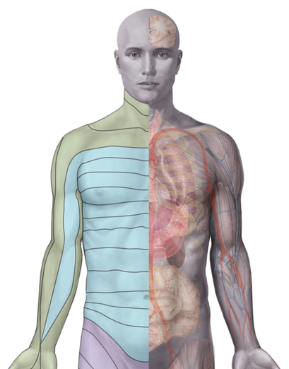 Dermatomes and underlying organs