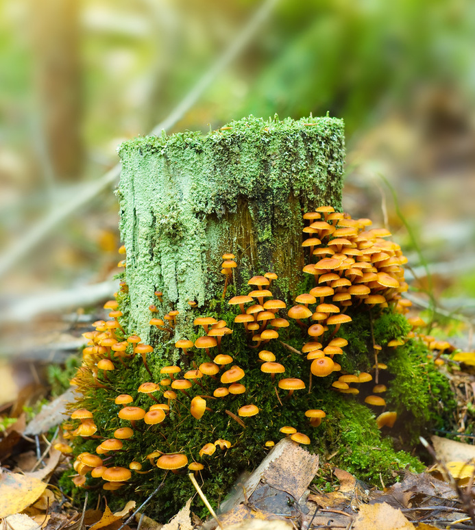 Mushrooms growing on mossy tree trunk