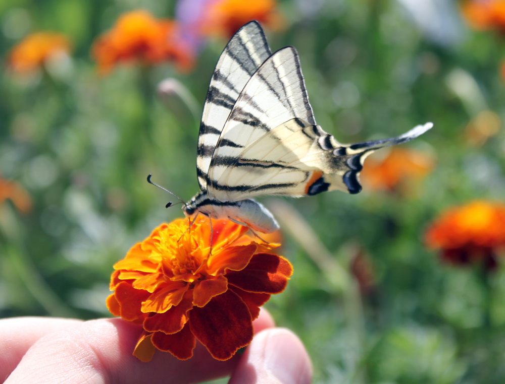 Butterfly alighted upon marigold flower held by man