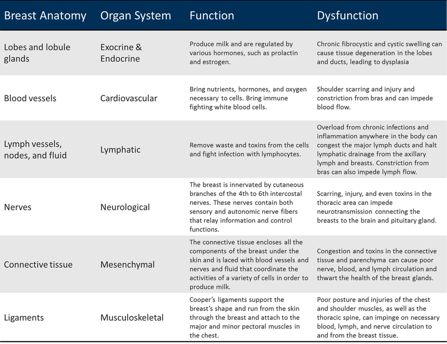 Table outlining breast anatomy and related organ system functions